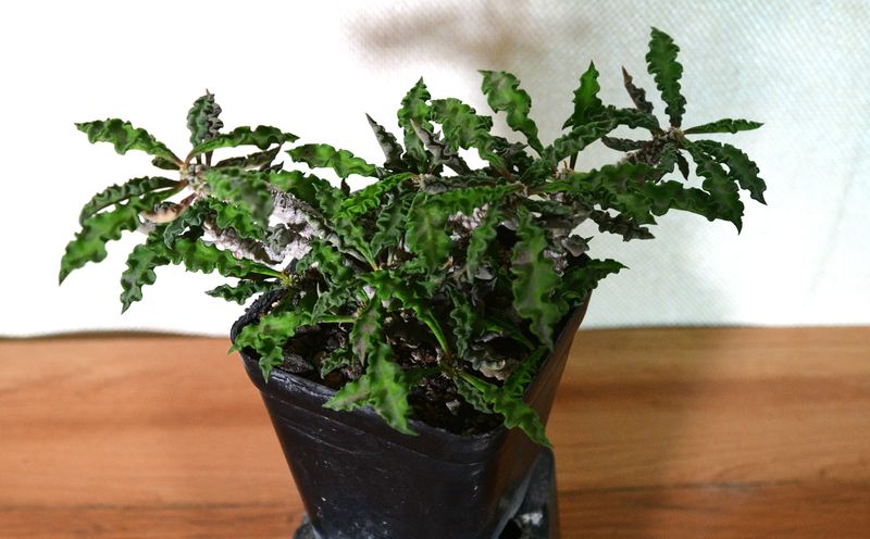 Euphorbia decaryi v. spirosticha side angle view