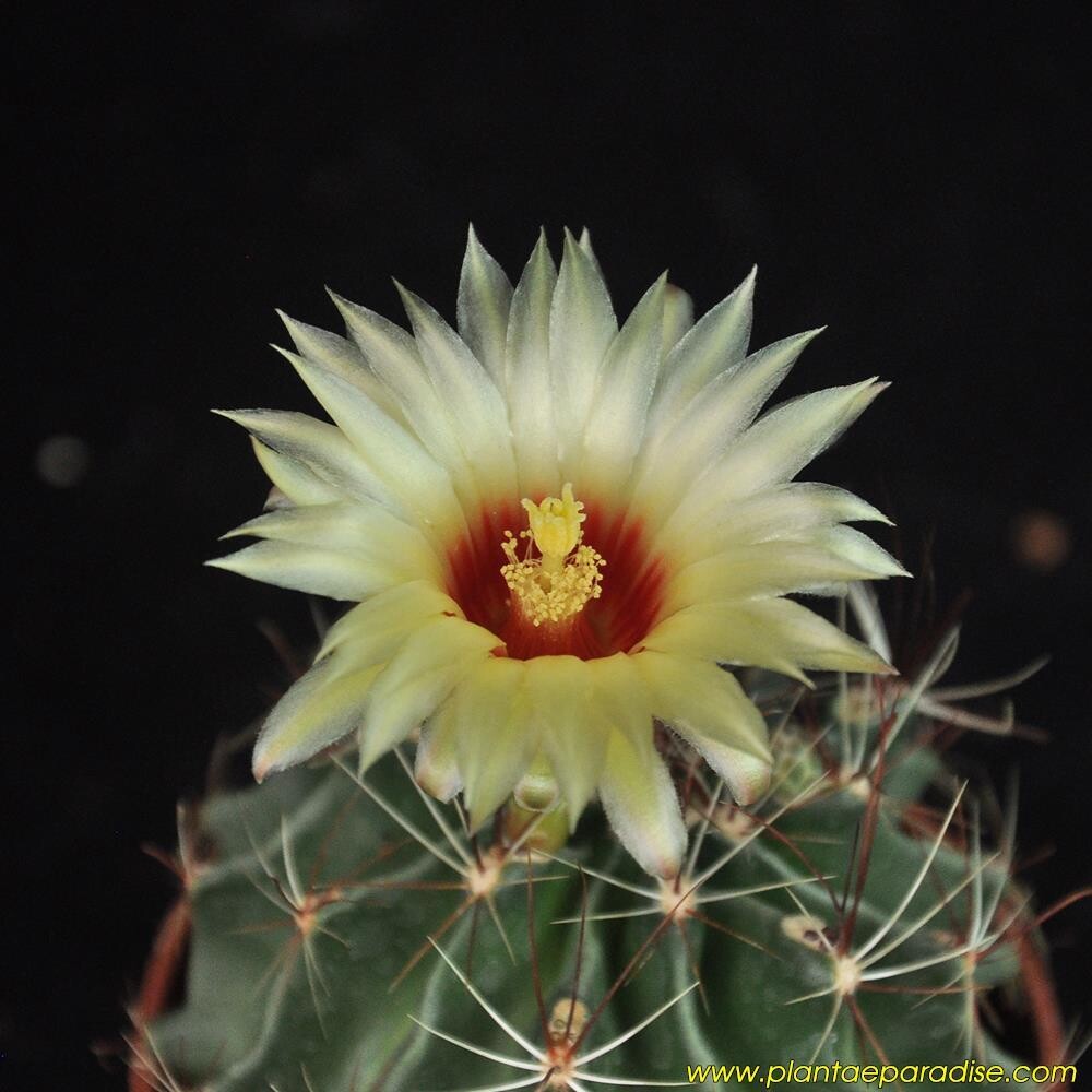 Hamatocactus setispinus