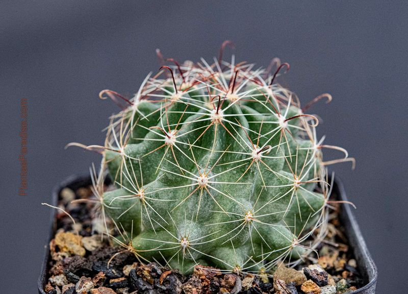 Hamatocactus setispinus