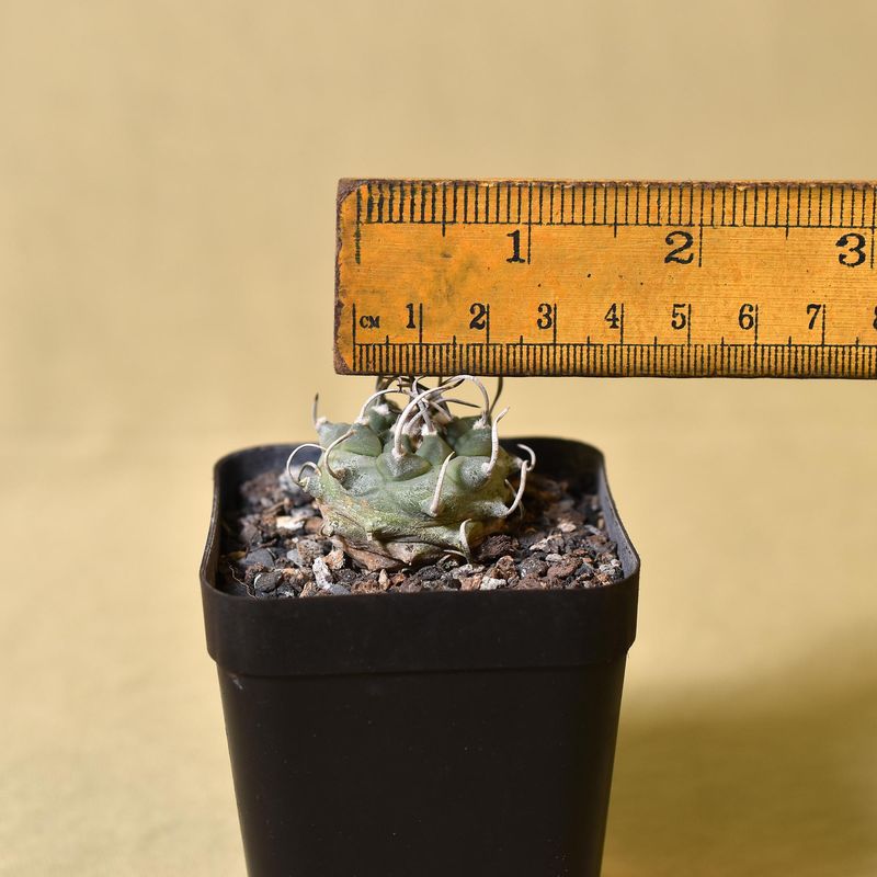 Turbinicarpus schmiedickeanus ssp. Klinkerianus