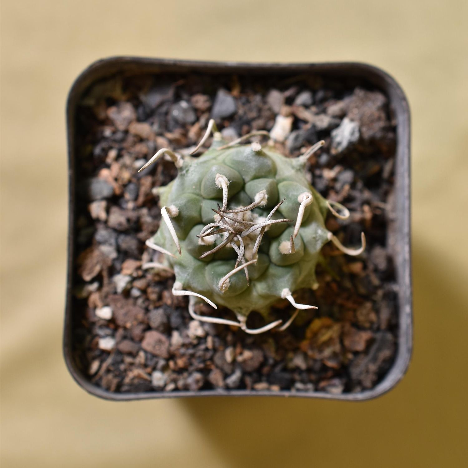 Turbinicarpus schmiedickeanus ssp. Klinkerianus