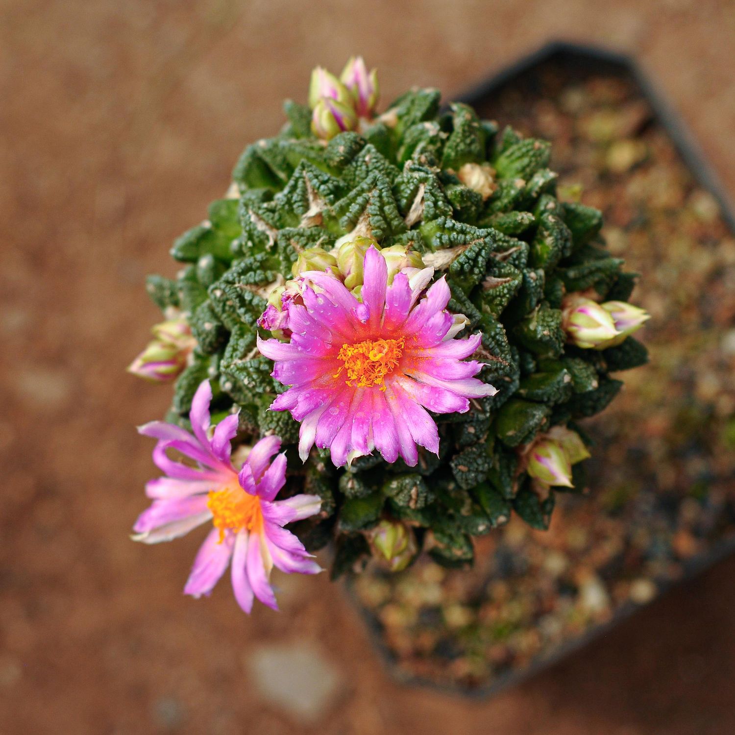Ariocarpus Fissuratus Godzilla - Flower