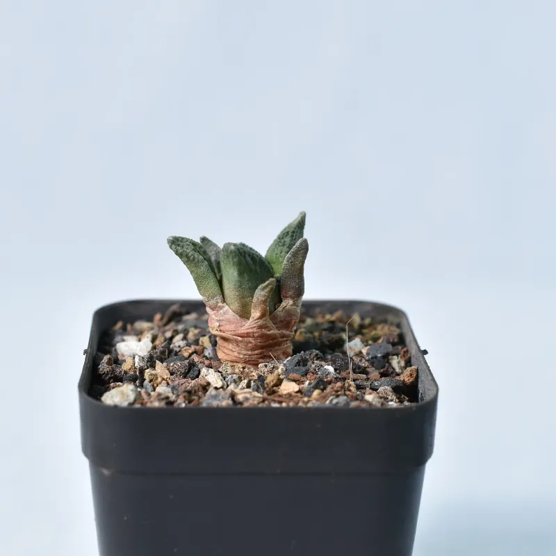 Ariocarpus fissuratus godzilla