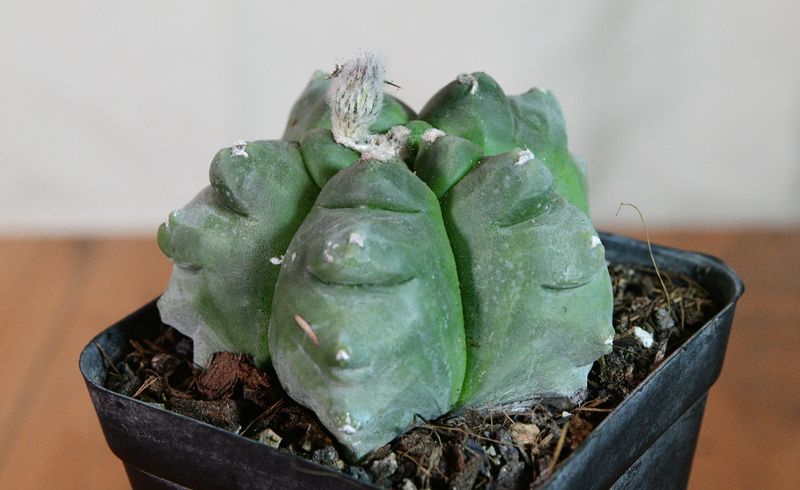 Astrophytum myriostigma cv KIKKO (Big Teeth) front-facing view
