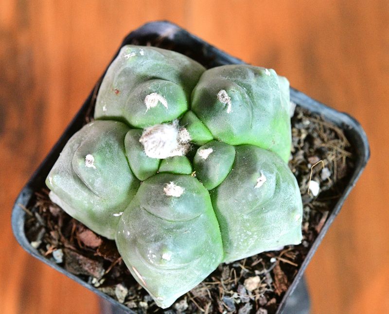 Astrophytum myriostigma cv KIKKO (Big Teeth) Astrophytum myriostigma cv KIKKO (Big Teeth) top-down view