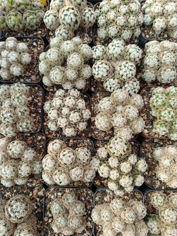Mammillaria crinita ssp. duwei Mammillaria crinita ssp. Duwei