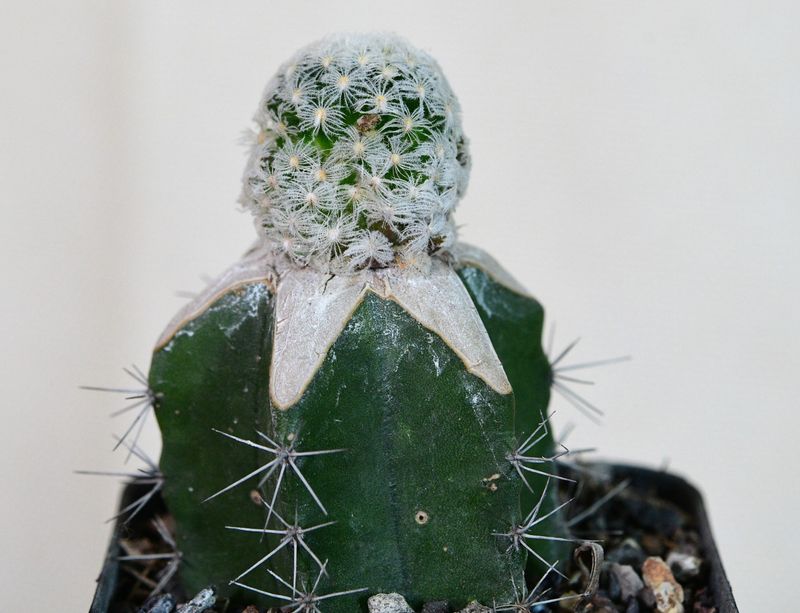 Mammillaria crinita ssp. duwei front view with visible spines