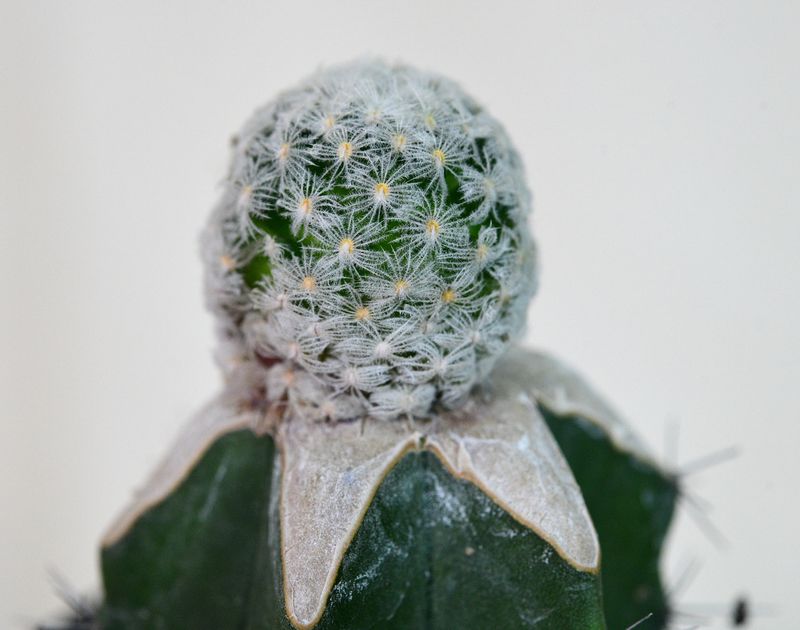 Mammillaria crinita ssp. duwei Mammillaria crinita ssp. duwei top-down view