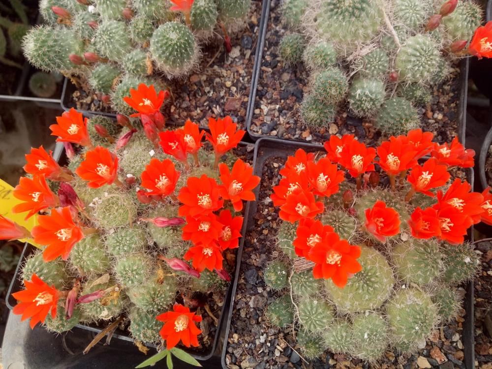 Rebutia deminuta Rebutia deminuta in bloom with red flowers in nursery tray
