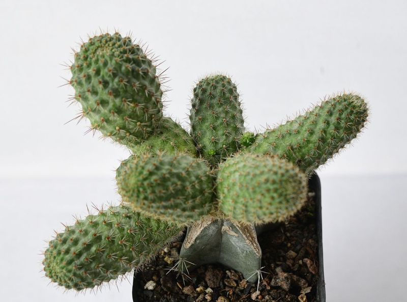 Rebutia deminuta cactus clusters