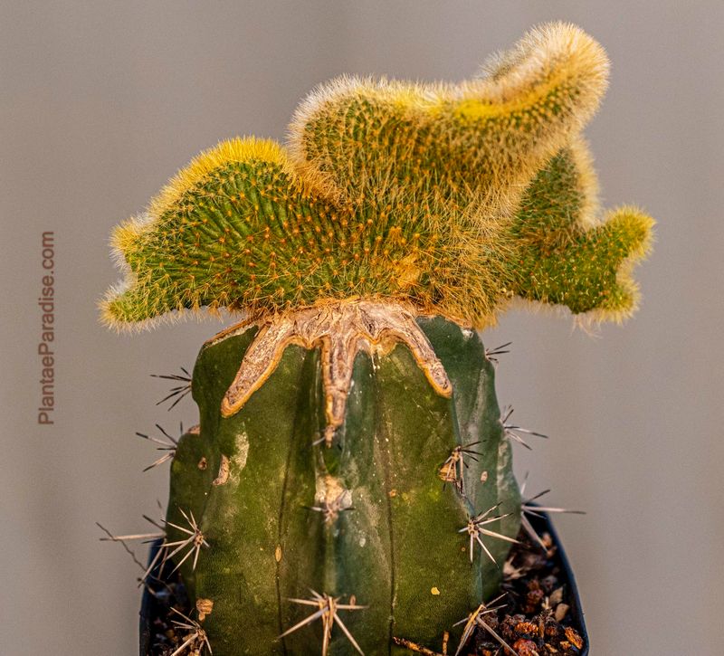 Cleistocactus Winteri forma crest (Grafted) Cleistocactus Winteri forma crest (Grafted)