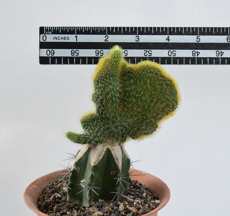 Cleistocactus Winteri forma crest (Grafted)