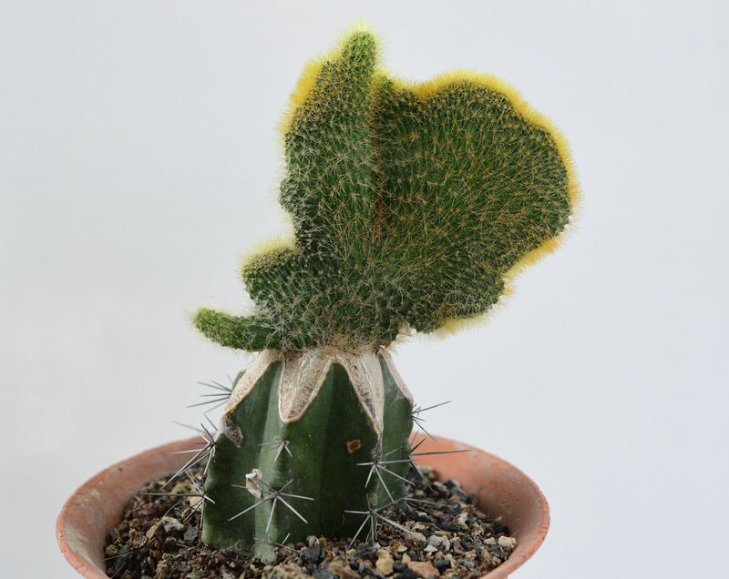 Cleistocactus Winteri forma crest (Grafted) Cleistocactus Winteri forma crest (Grafted)
