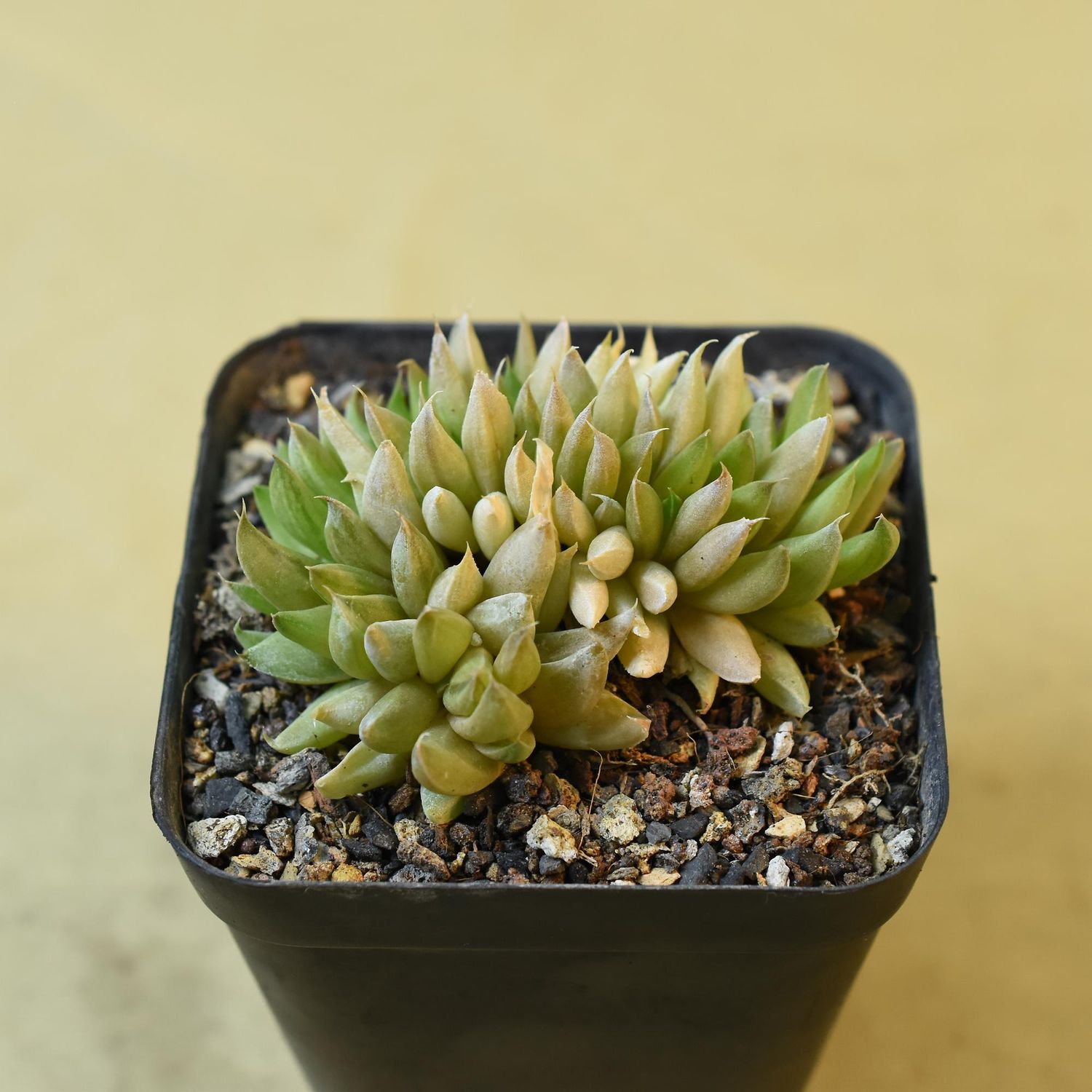 Gasteria 'Green Ice' crest Form