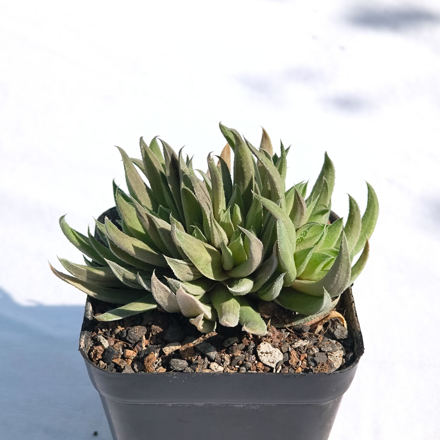 Gasteria 'Green Ice' crest Form