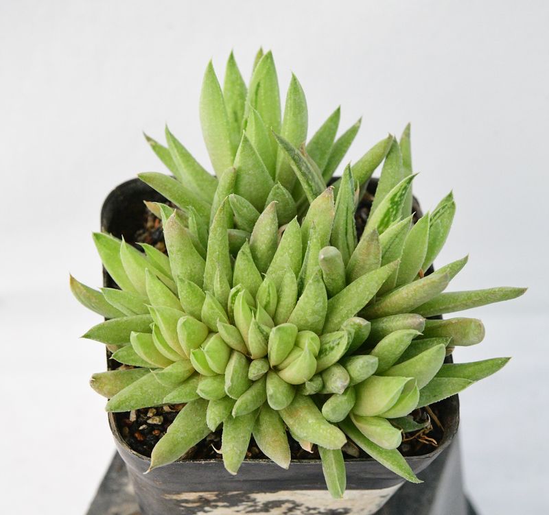 Gasteria 'Green Ice' crest Form