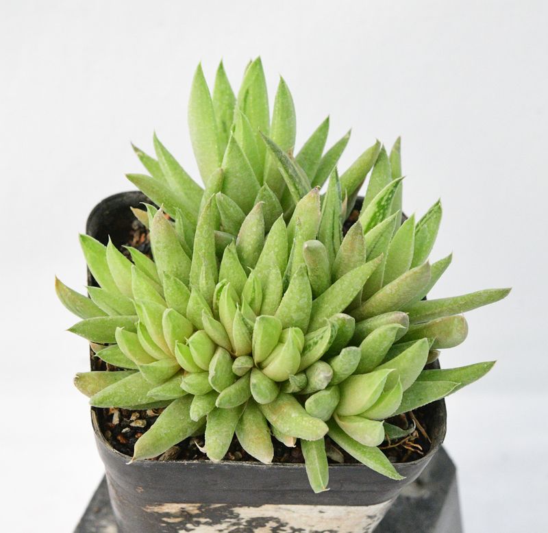Gasteria 'Green Ice' crest Form
