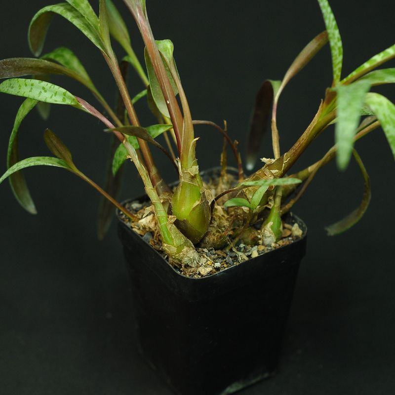 Ledebouria socialis