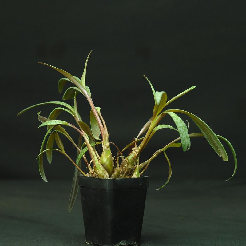 Ledebouria socialis