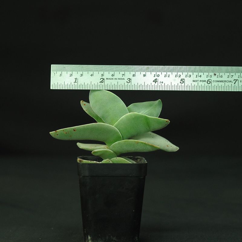 Crassula falcata with ruler for size reference