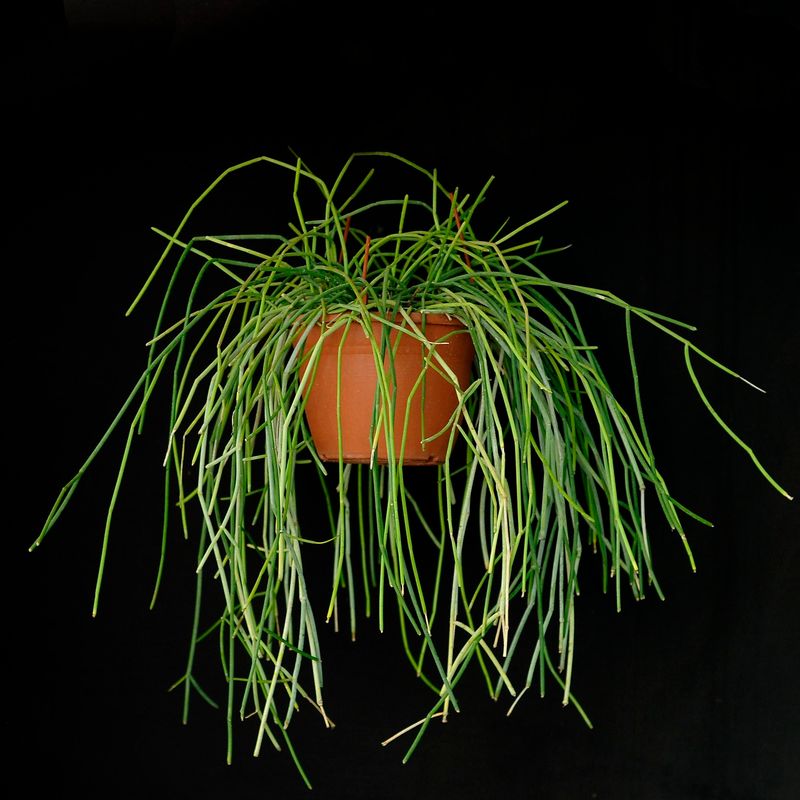 Cynanchum viminale (Thin stem clone) Cynanchum viminale (Thin stem clone)