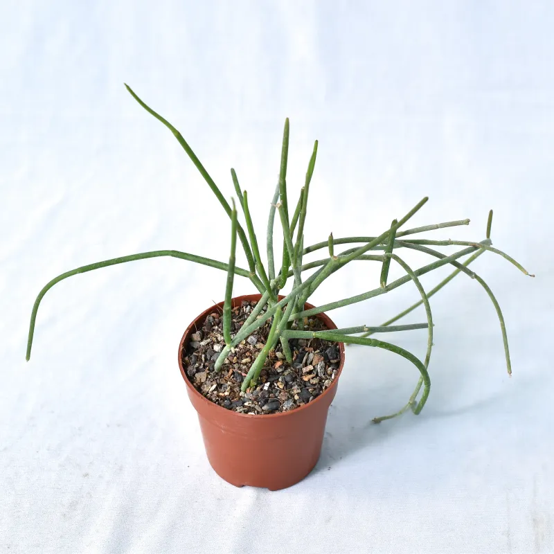Cynanchum viminale (Thin stem clone)