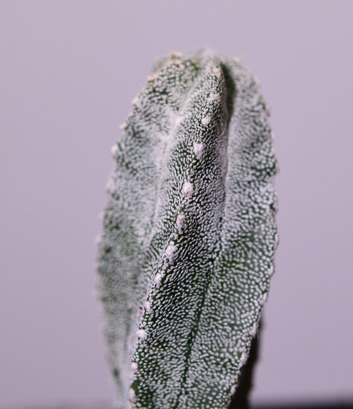 Astrophytum myriostigma cv. Hubuki