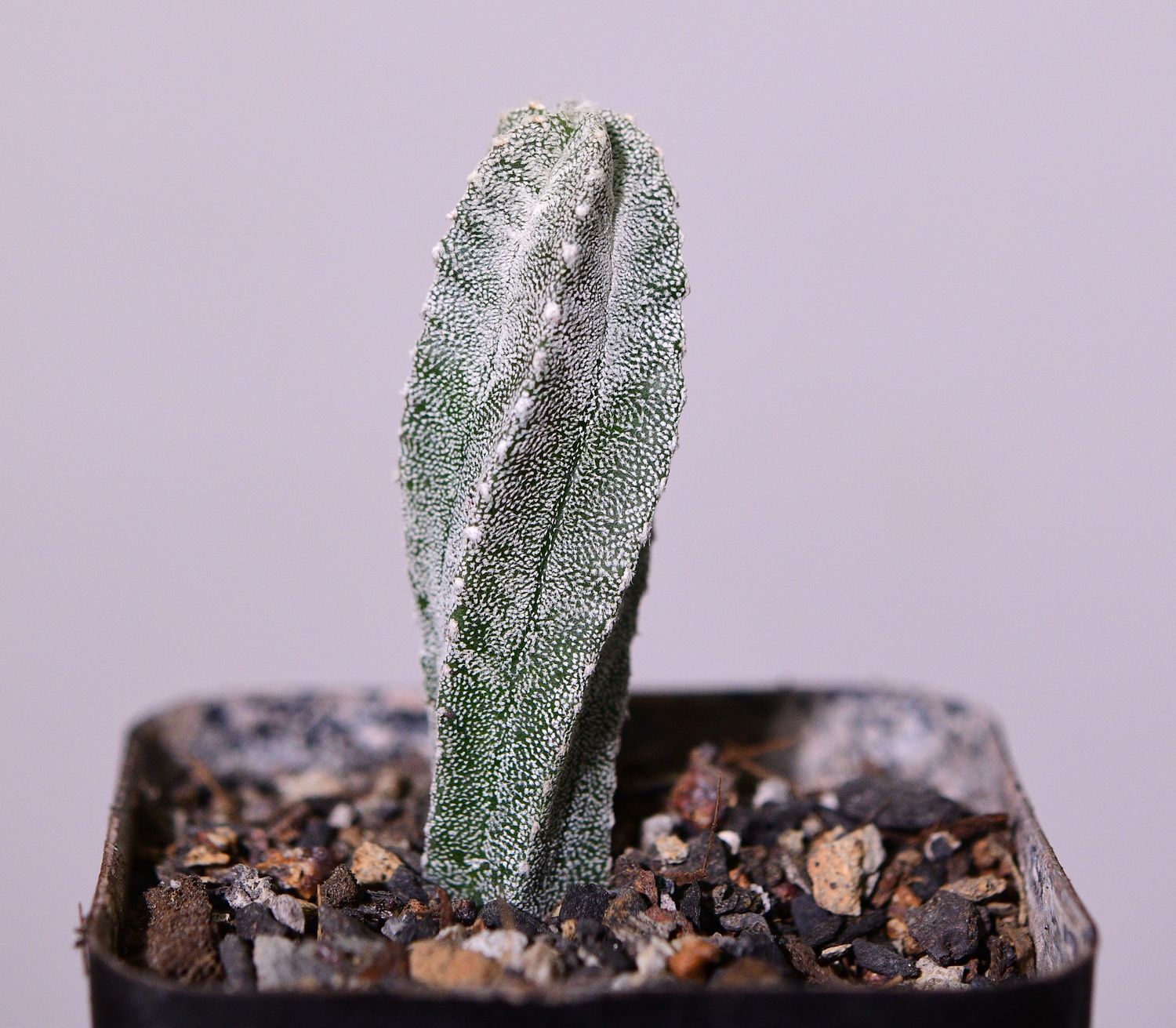 Astrophytum myriostigma cv. Hubuki