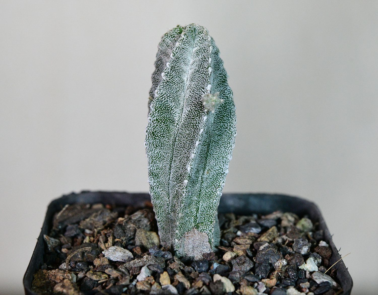 Astrophytum myriostigma cv. Hubuki Astrophytum myriostigma cv. Hubuki front view