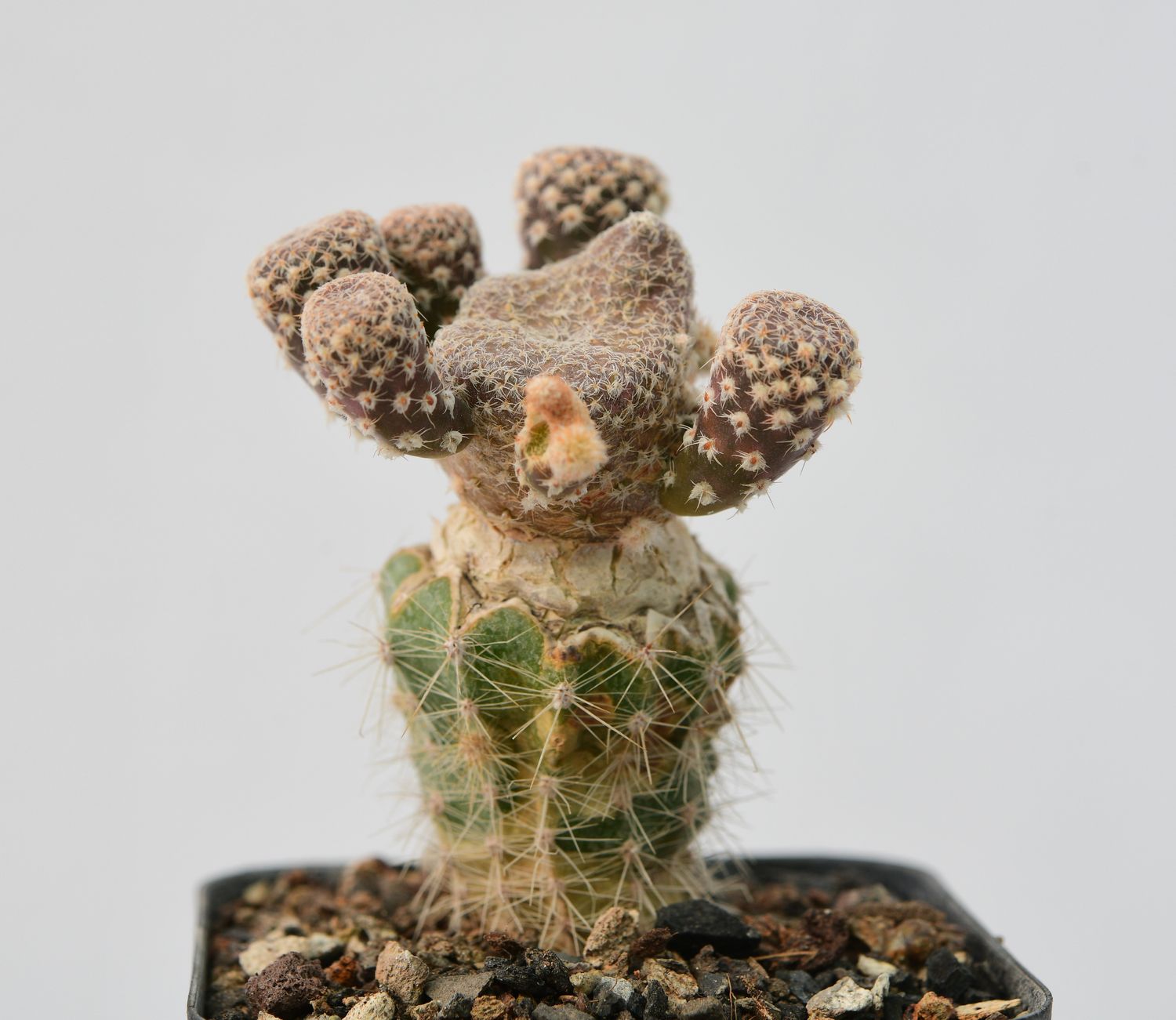 Puna clavarioides (Syn: Opuntia clavarioides)