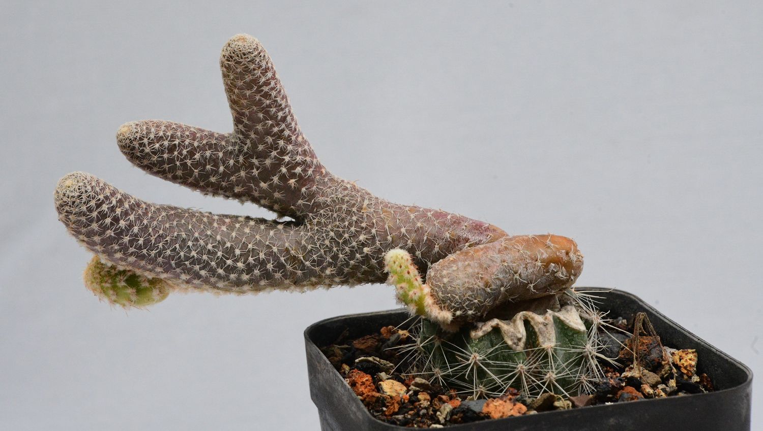 Puna clavarioides (Syn: Opuntia clavarioides) Puna clavarioides (Syn: Opuntia clavarioides)
