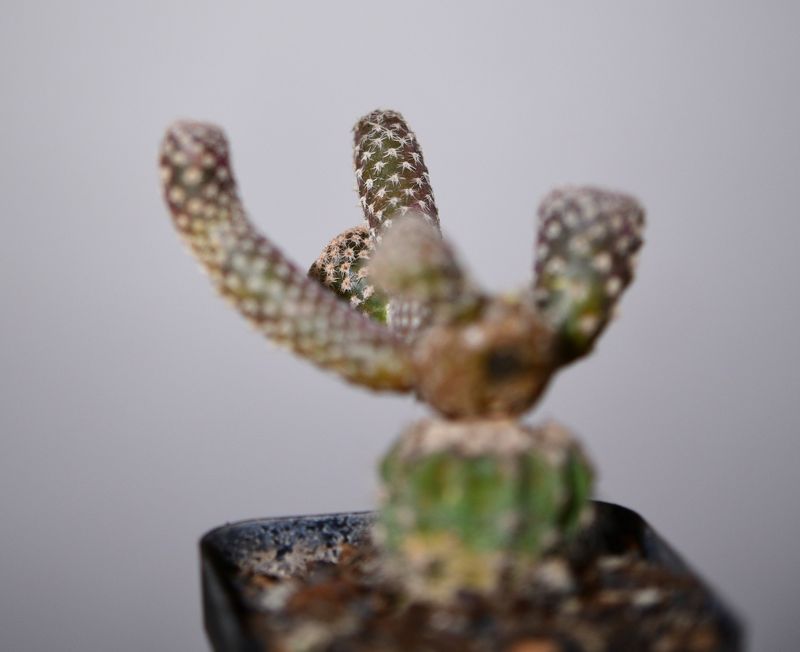 Puna clavarioides (Syn: Opuntia clavarioides) front view, different angle