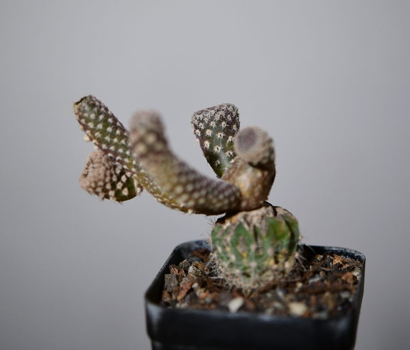 Puna clavarioides (Syn: Opuntia clavarioides) front view