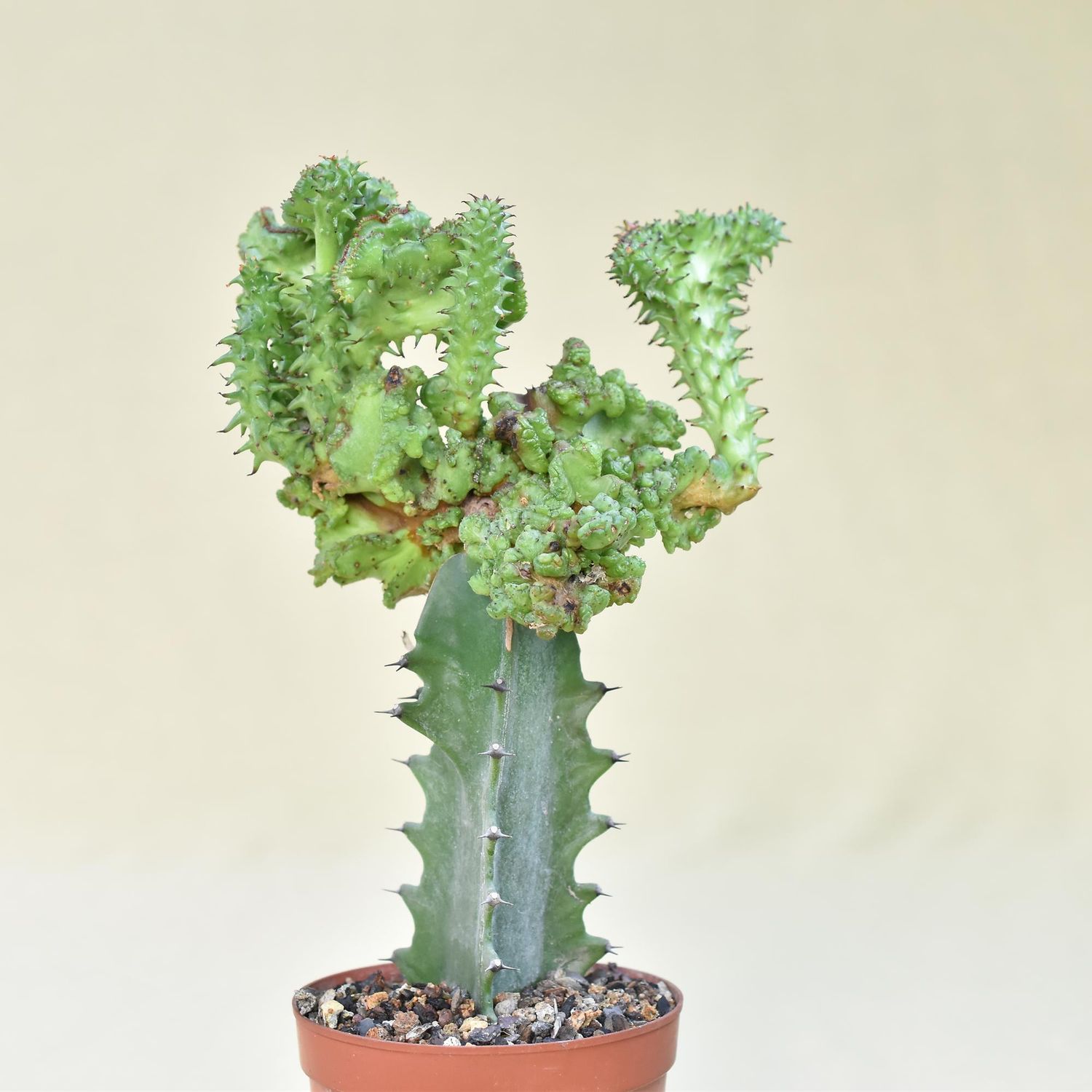 Euphorbia horrida f inermis f crest
