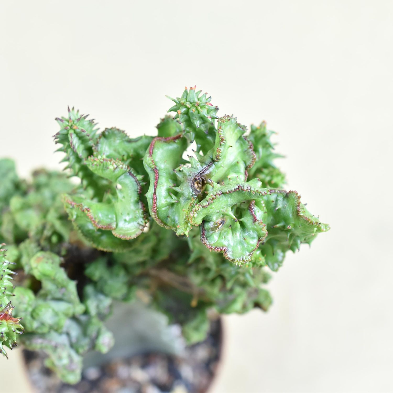Euphorbia horrida f inermis f crest