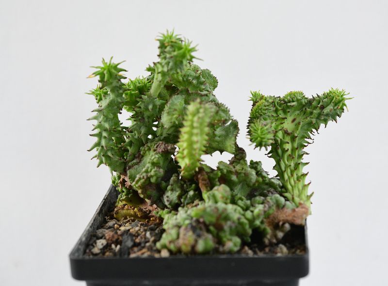 Euphorbia horrida f inermis f crest