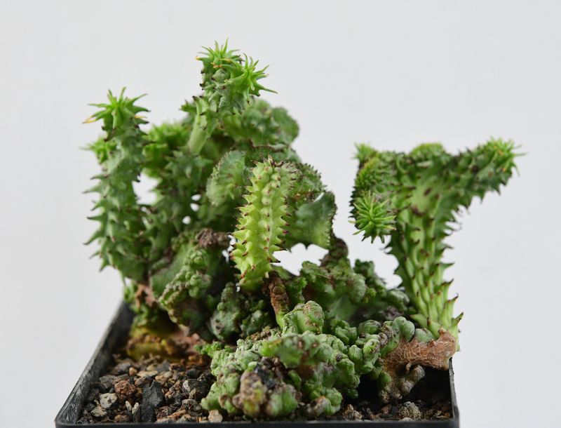Euphorbia horrida f inermis f crest Euphorbia horrida f inermis f crest
