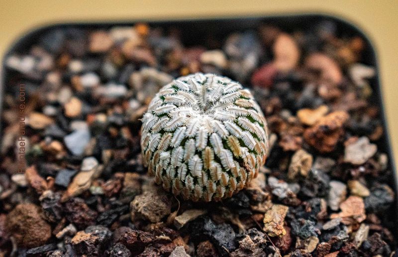 Turbinicarpus pseudopectinatus close-up top-down