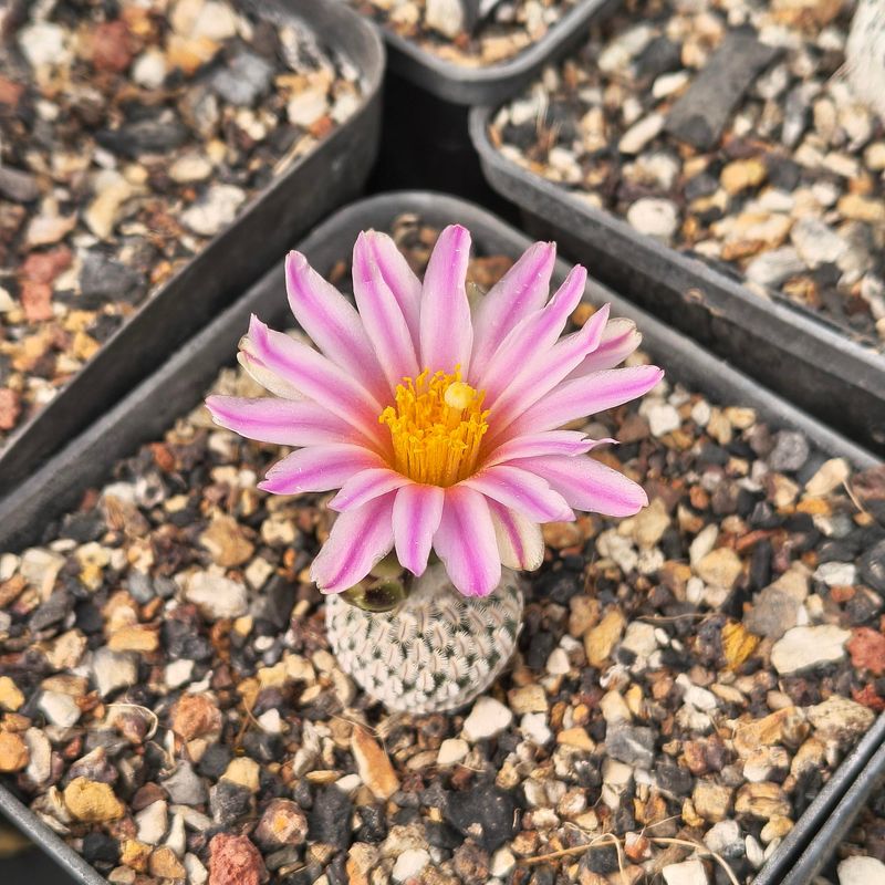 Turbinicarpus pseudopectinatus in bloom, top-down pink flower
