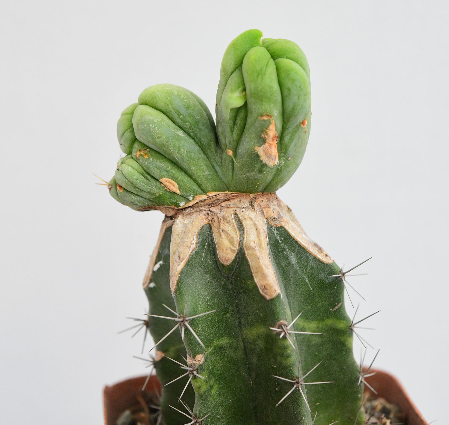 Trichocerous bridgesii monstrose crest