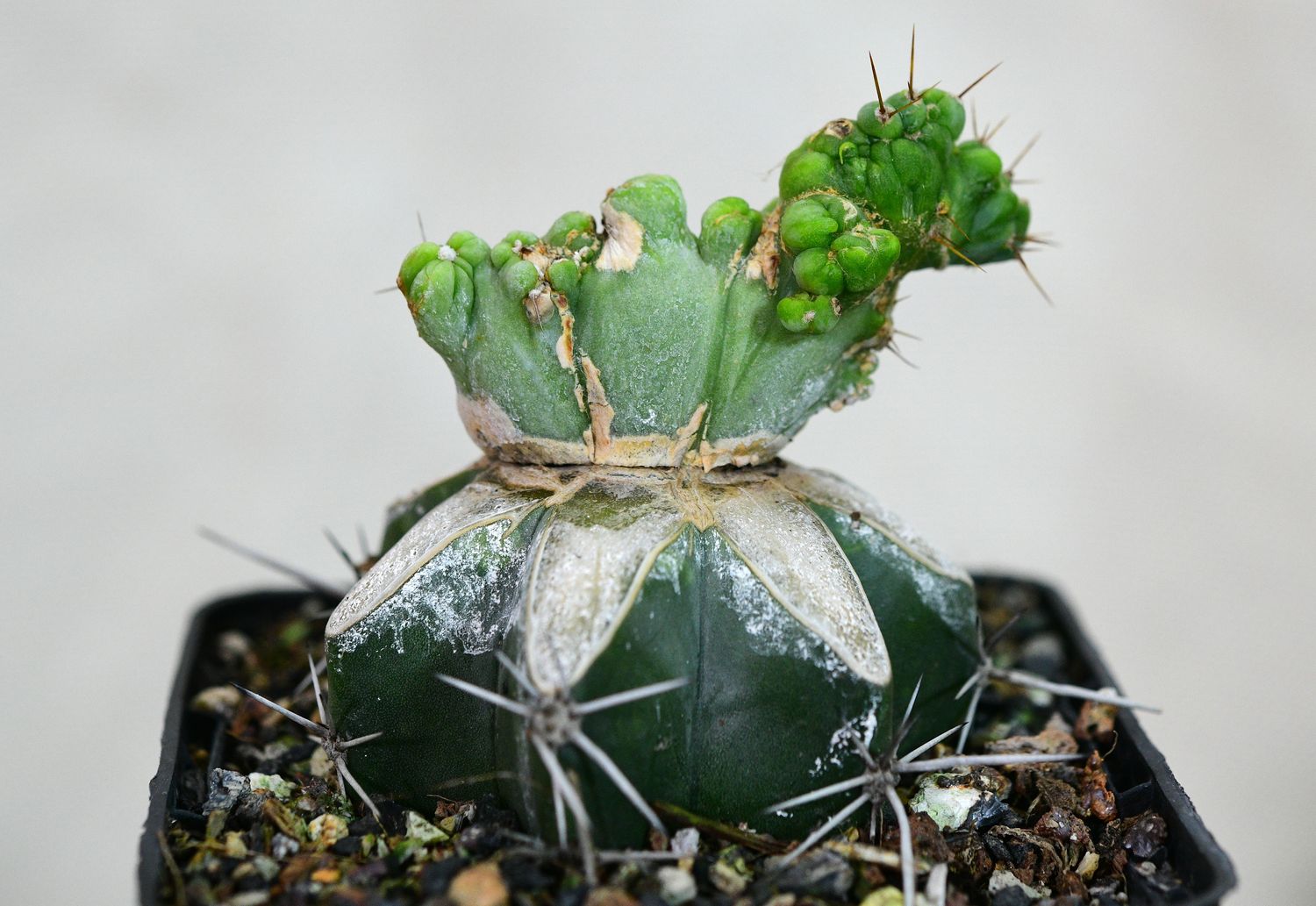 Trichocerous bridgesii monstrose crest Trichocerous bridgesii monstrose crest front view