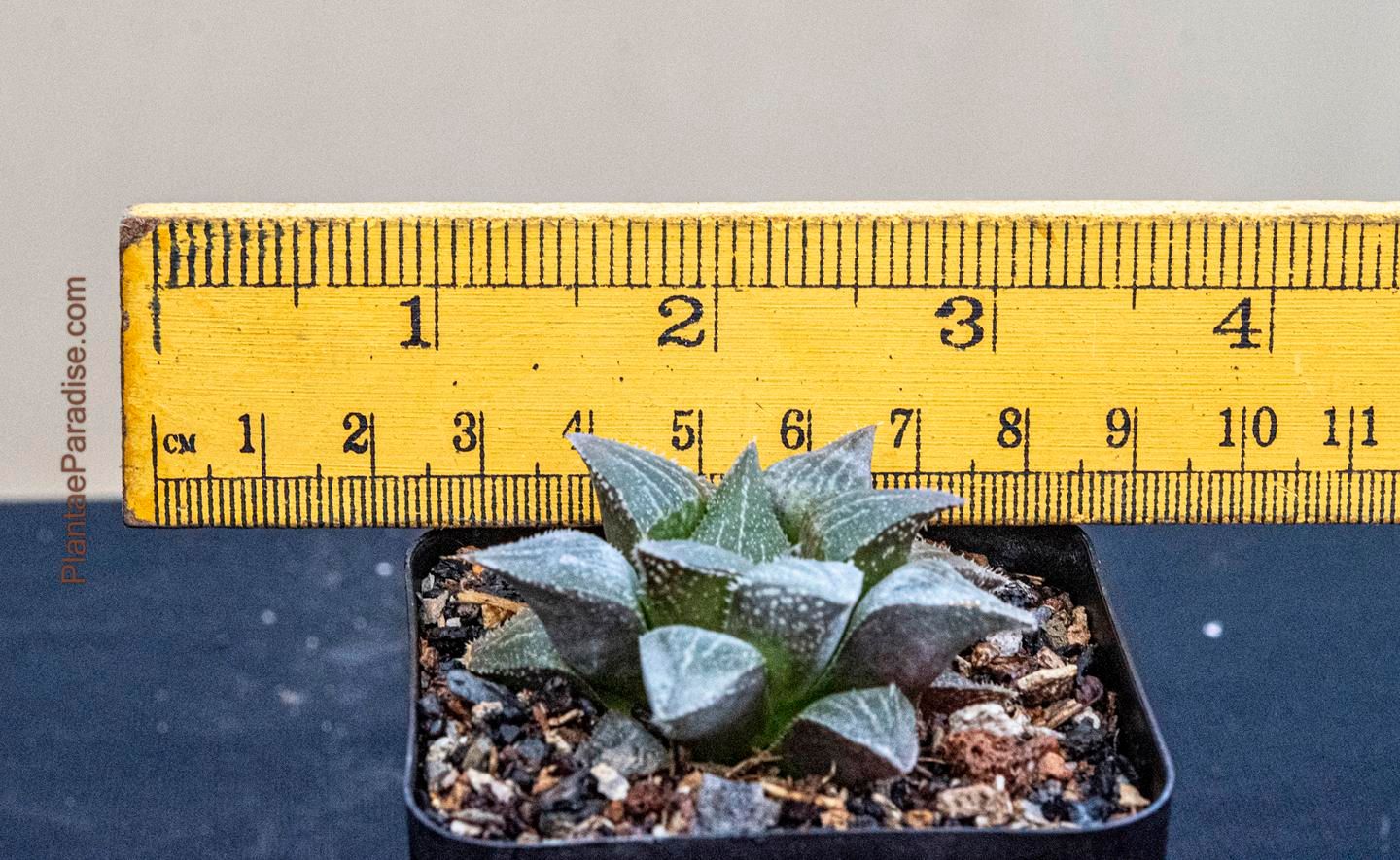 Haworthia mirabilis