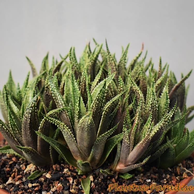 DISPLAY PIC OF SPECIMEN PLANT