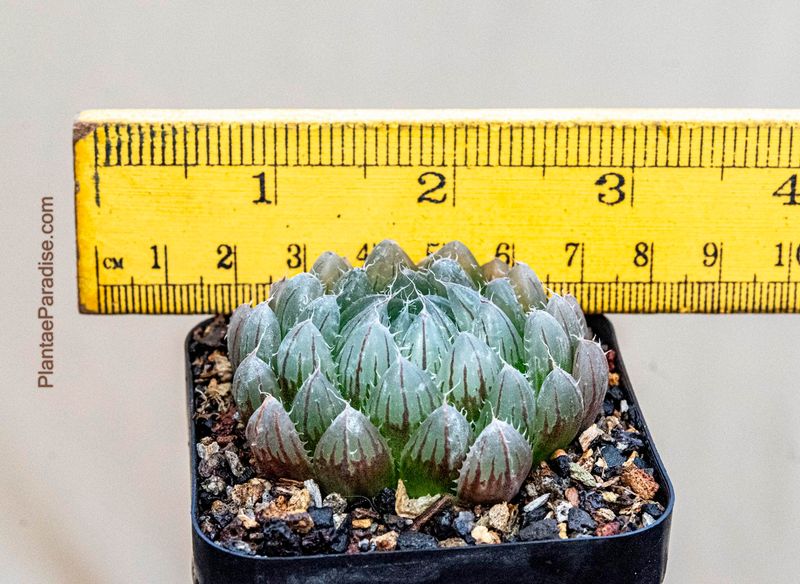 Haworthia cooperi var. gordoniana IB12432