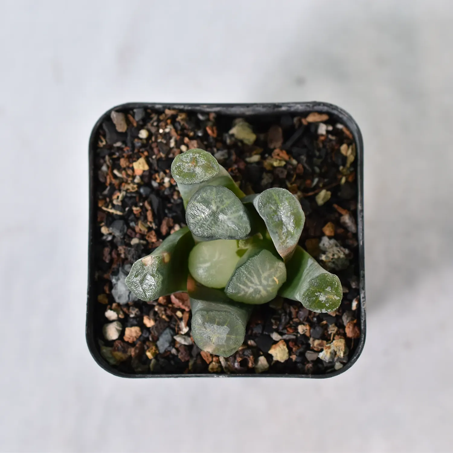 Haworthia truncata maughanii