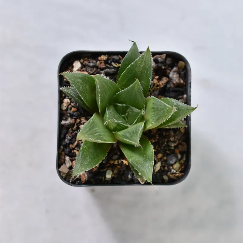 Haworthia malvina Haworthia malvina top-down view