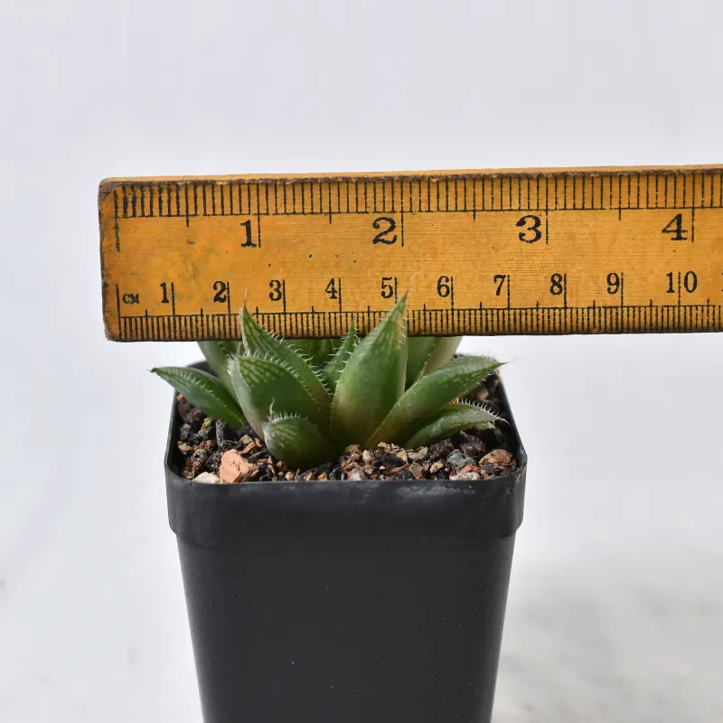 Haworthia malvina with ruler for size reference