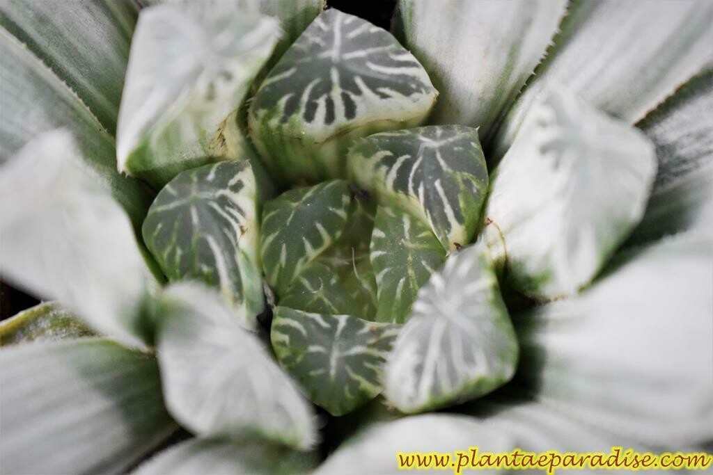 Haworthia cooperi var. pilifera 'Silver Swirl' DISPLAY PIC OF SPECIMEN PLANT