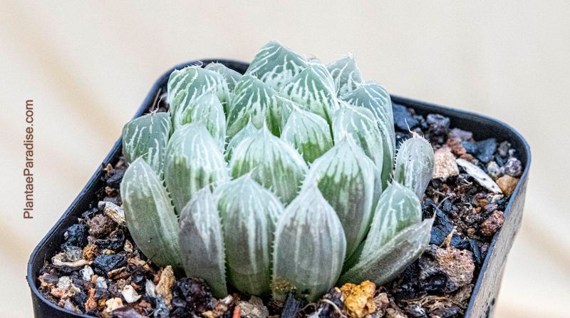 Haworthia cooperi var. pilifera 'Silver Swirl'