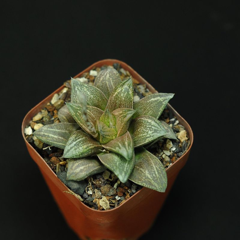 Haworthia cv Hakuja ( White Snake) compact rosette top-down view